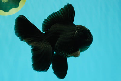 A Grade Black Oranda Male 5-5.5 inches #101626OR_02