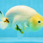A Grade Cow Chinese Ranchu Female 5 inches #103125RC_09