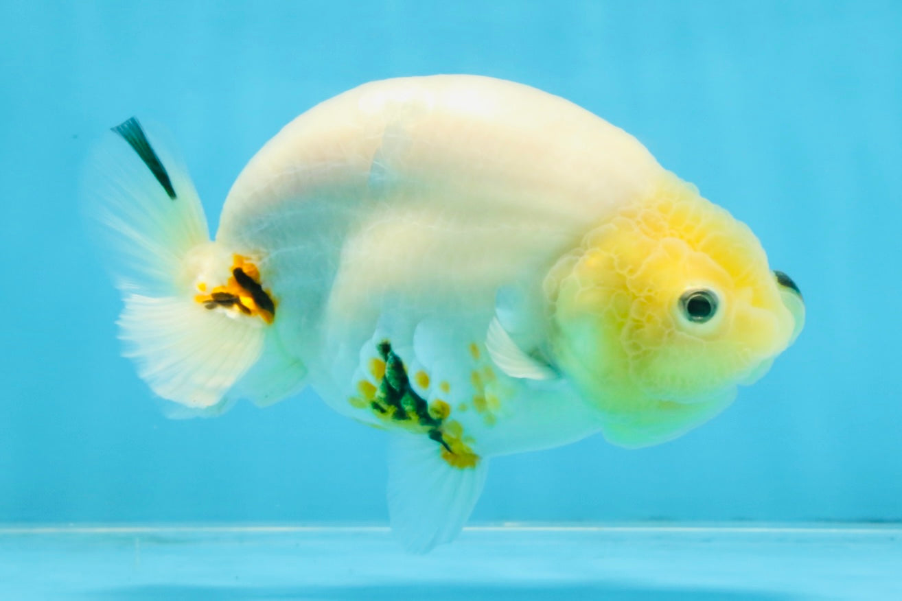 A Grade Cow Chinese Ranchu Female 5 inches #103125RC_09