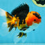 AAA Grade Tricolor Oranda Male 5-5.5 inches #051625OR_24