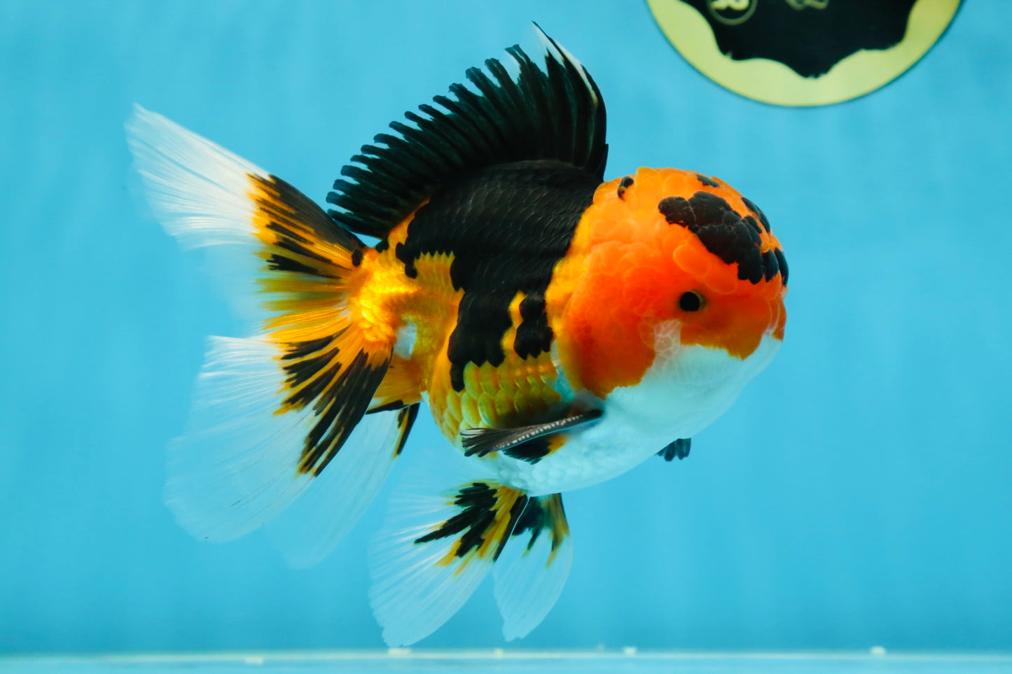 AAA Grade Tricolor Oranda Male 5-5.5 inches #051625OR_24