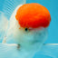 AAA BEST Grade Red White Oranda Male 6 inches #051625OR_21