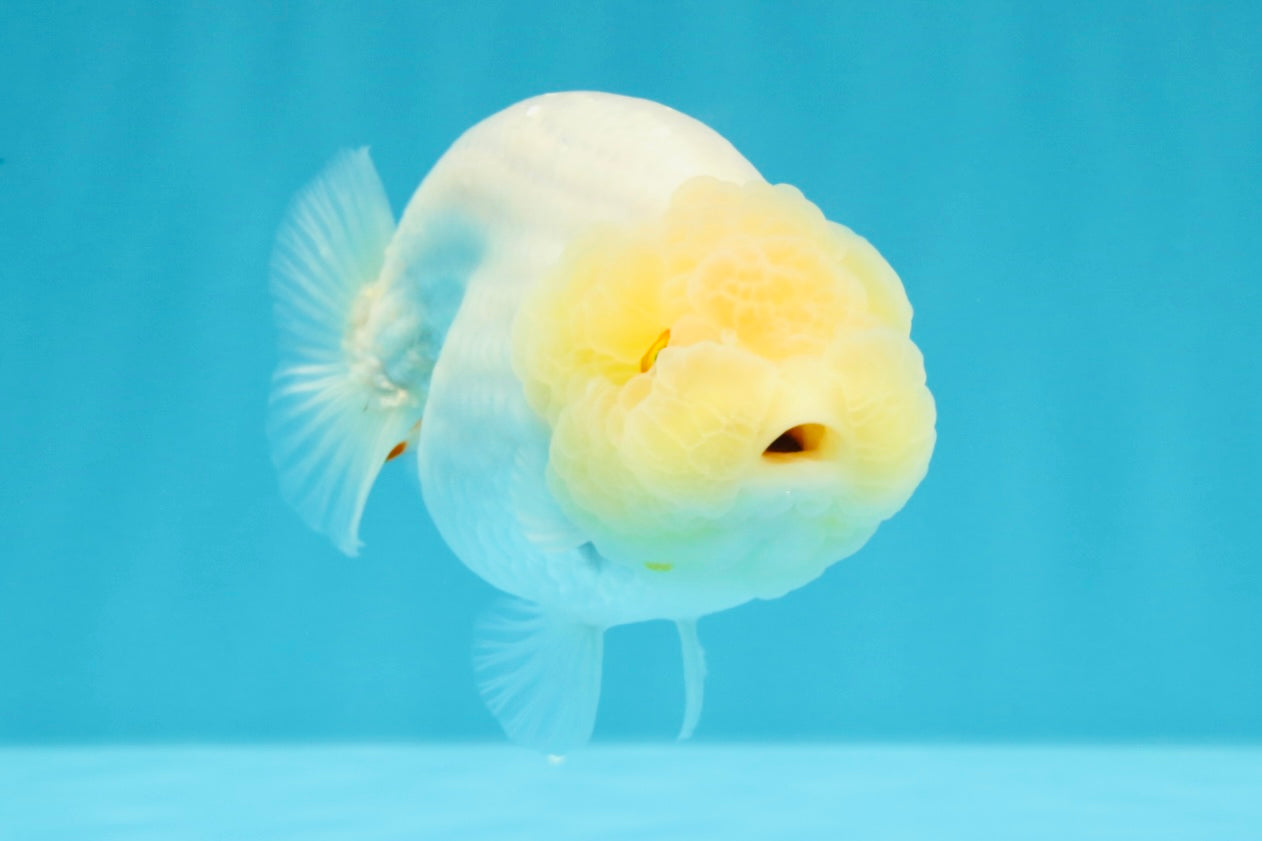 A Grade Dragon Head White LionQueen 4-4.5 inches #022726LC_25