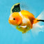 A Grade Sakura Oranda Male 4.5-5 inches #060625OR_24