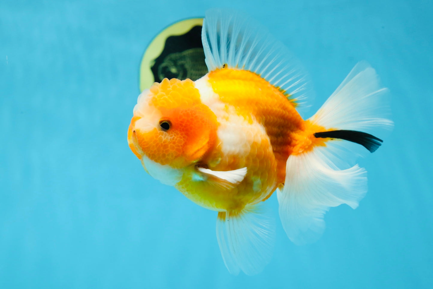 A Grade Sakura Oranda Male 4.5-5 inches #060625OR_24