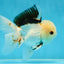 A Grade Tricolor Oranda Male 4.5-5 inches #051625OR_26