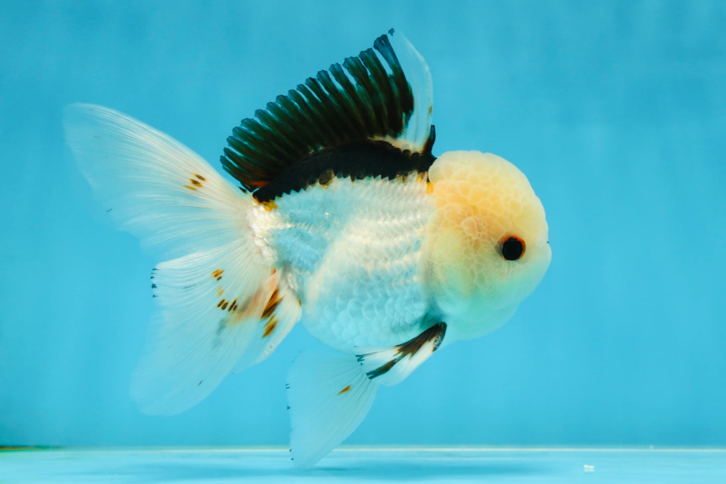 A Grade Tricolor Oranda Male 4.5-5 inches #051625OR_26