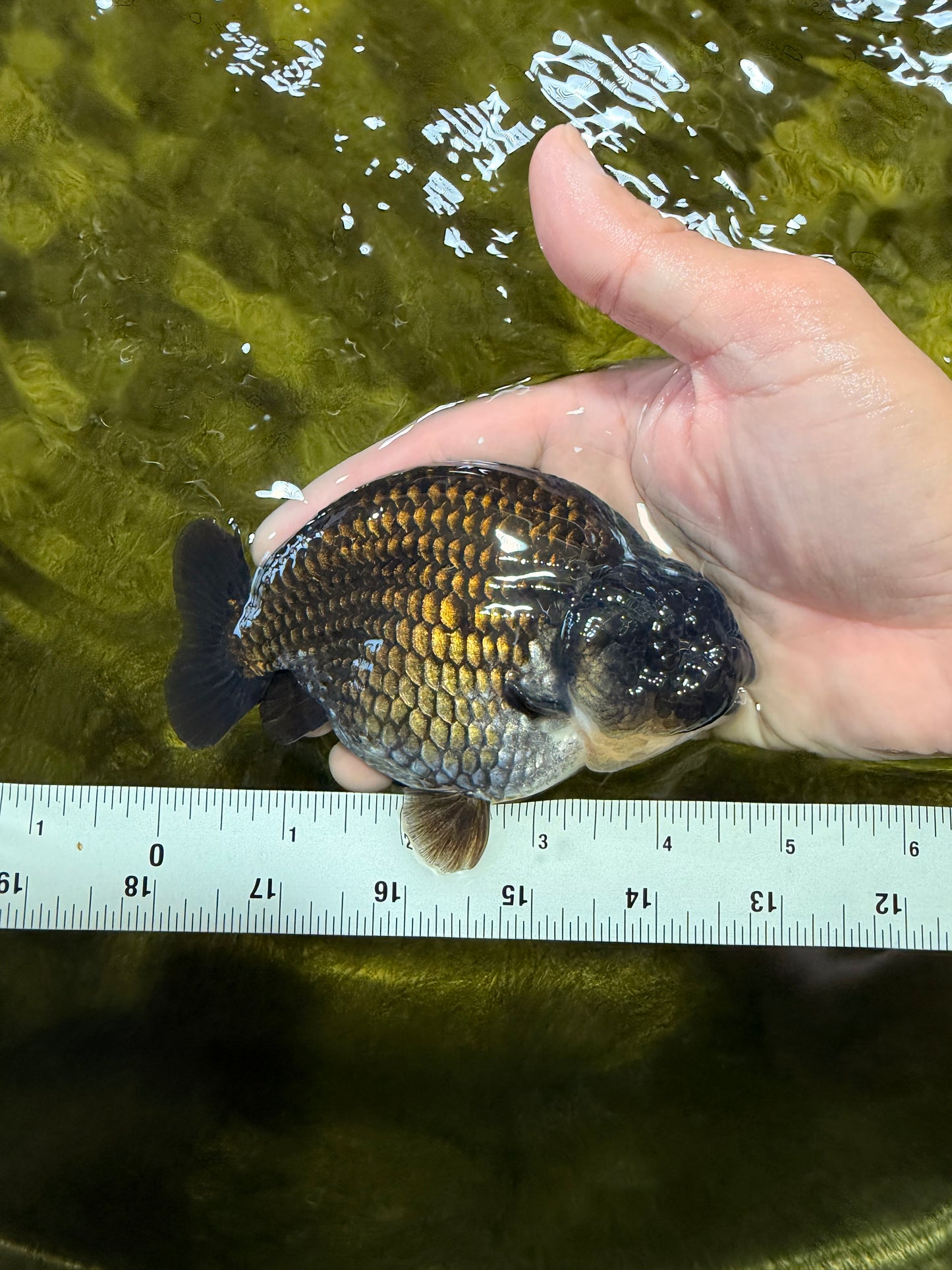 SPECIAL AAA Grade Strong Body Structure Black Cooper Ranchu Male 4.5 inches #061926RC_08