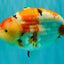 AAA Grade Super Special Sanke Kohaku Sakura Ranchu Female 6-6.5 inches #100226RC_25