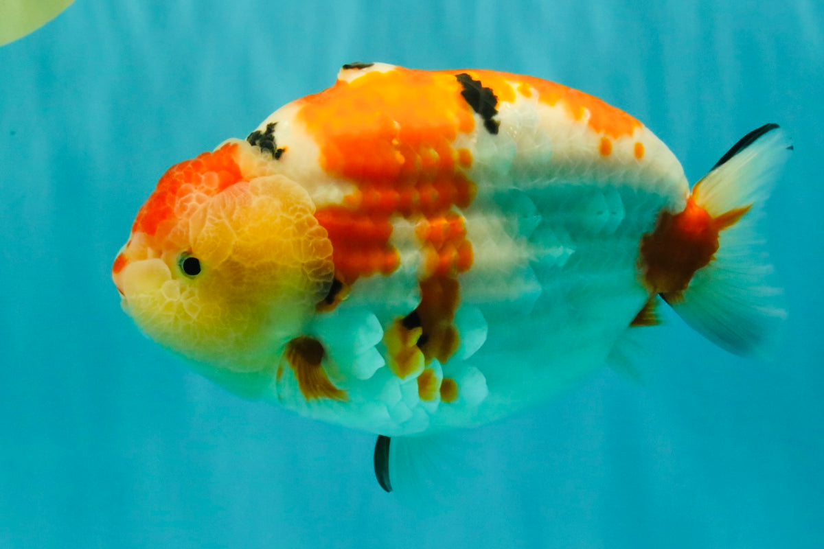 AAA Grade Super Special Sanke Kohaku Sakura Ranchu Female 6-6.5 inches #100226RC_25