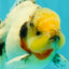 CHONKY AAA Grade Marble Button Eyes Oranda Male 6 inches #061926OR_27