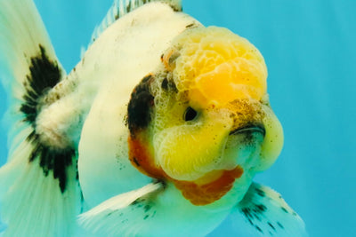CHONKY AAA Grade Marble Button Eyes Oranda Male 6 inches #061926OR_27