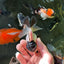 Cute Black Tancho Panda Oranda Male 3.5 inches #102524OR_19