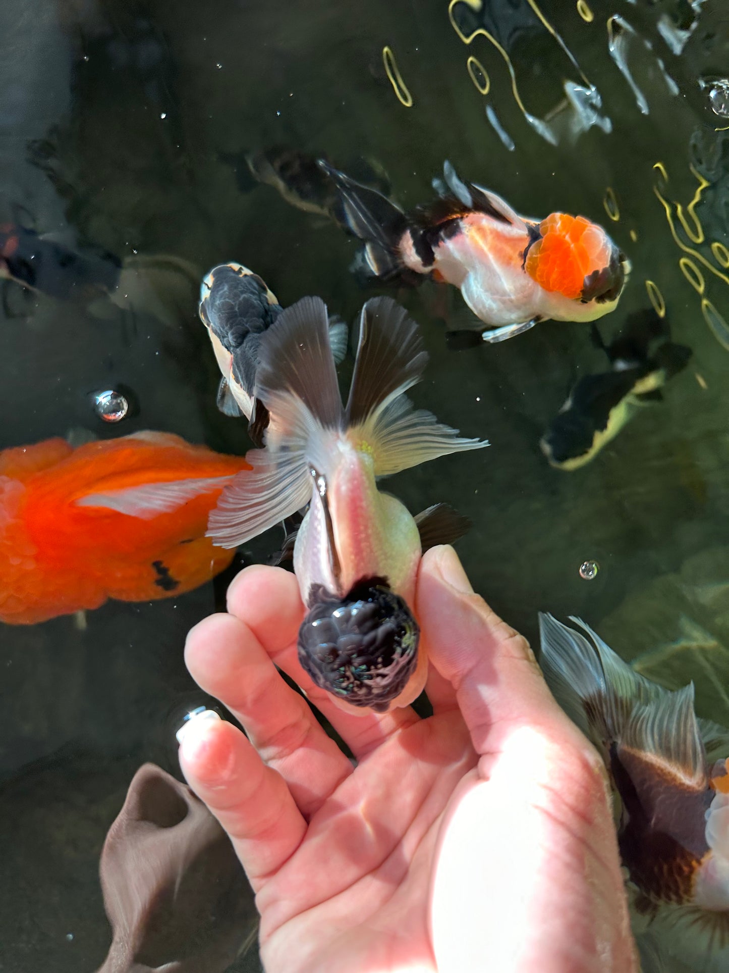 Cute Black Tancho Panda Oranda Male 3.5 inches #102524OR_19