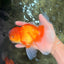 A Grade Red White Oranda Male 6.5 inches #082826OR_16