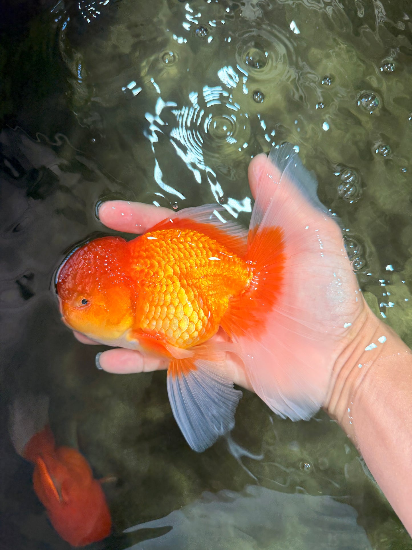 A Grade Red White Oranda Male 6.5 inches #082826OR_16