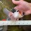 Tricolor Oranda Male 5 inches #052325OR_07