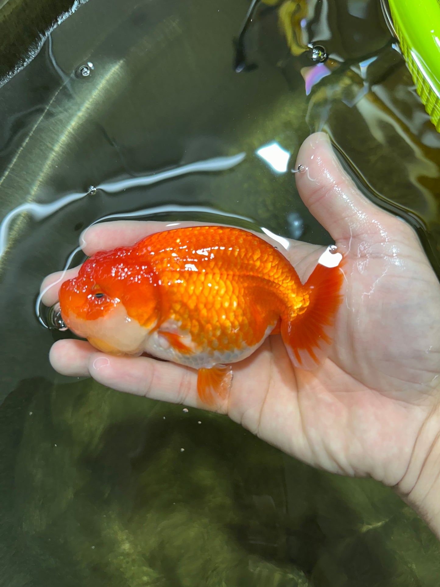 A Grade Red White LionQueen 4-4.5 inches #053025LC_06