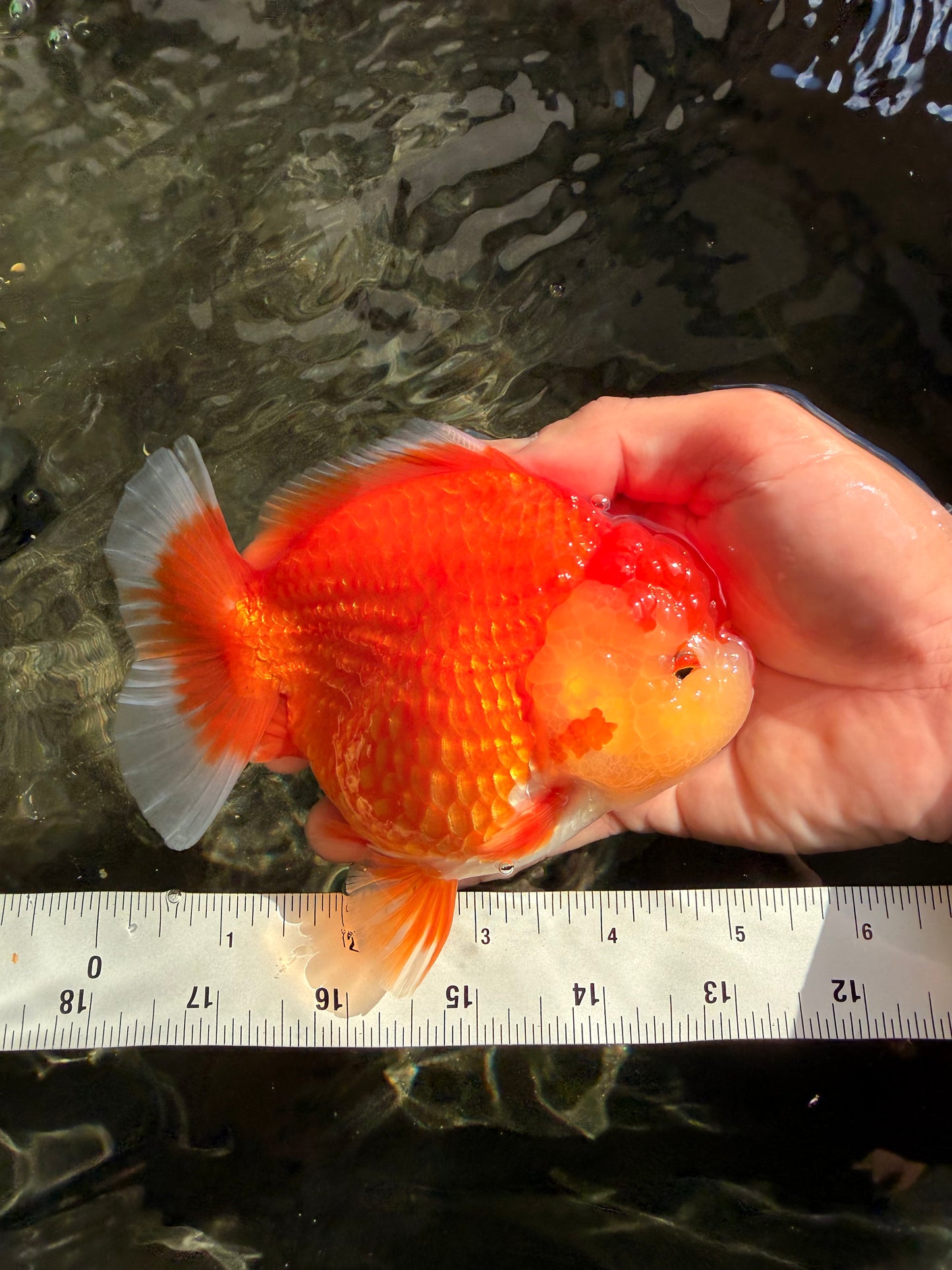 AAA Grade Red White Yuanbao Female 5-5.5 inches #061926YB_30