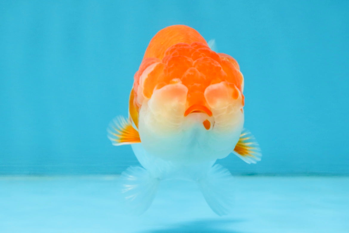 A Grade Red White LionQueen 4 inches #112125LC_10