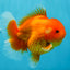 CHUBBY A Grade Red White Oranda Male 5-5.5 inches #040326OR_19