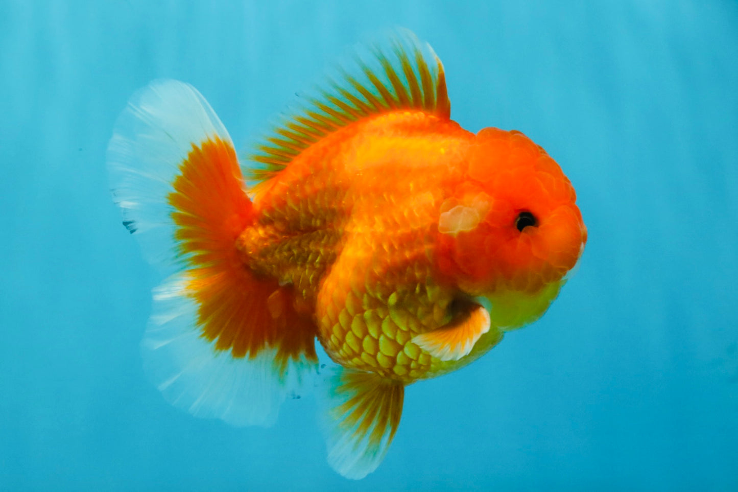 CHUBBY A Grade Red White Oranda Male 5-5.5 inches #040326OR_19
