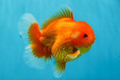 CHUBBY A Grade Red White Oranda Male 5-5.5 inches #040326OR_19