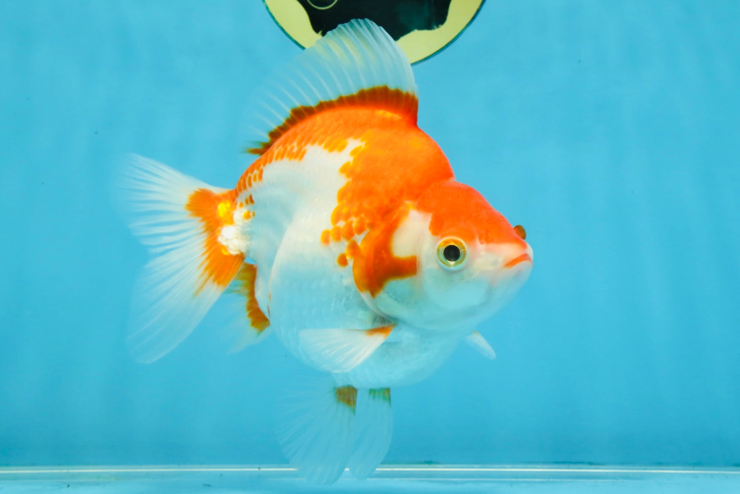 A Grade Red White Ryukin Female 5.5-6 inches #111425RK_06