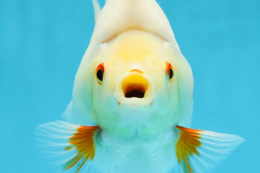 AAA Grade Red White Ryukin Female 5-5.5 inches #060625RK_33