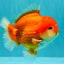 CHUBBY AAA Grade Red White Yuanbao Male 5.5 inches #090426YB_08