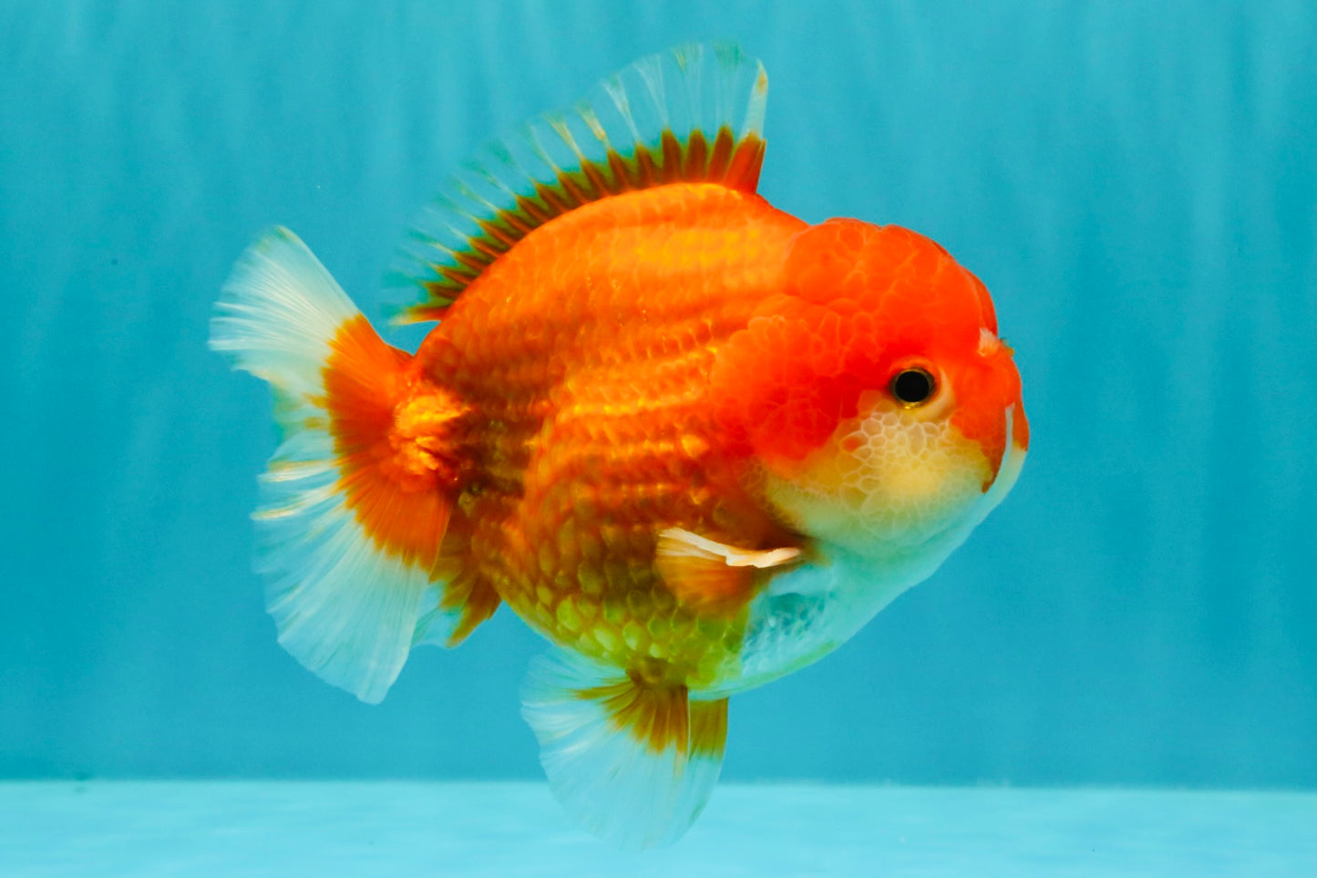 CHUBBY AAA Grade Red White Yuanbao Male 5.5 inches #090426YB_08