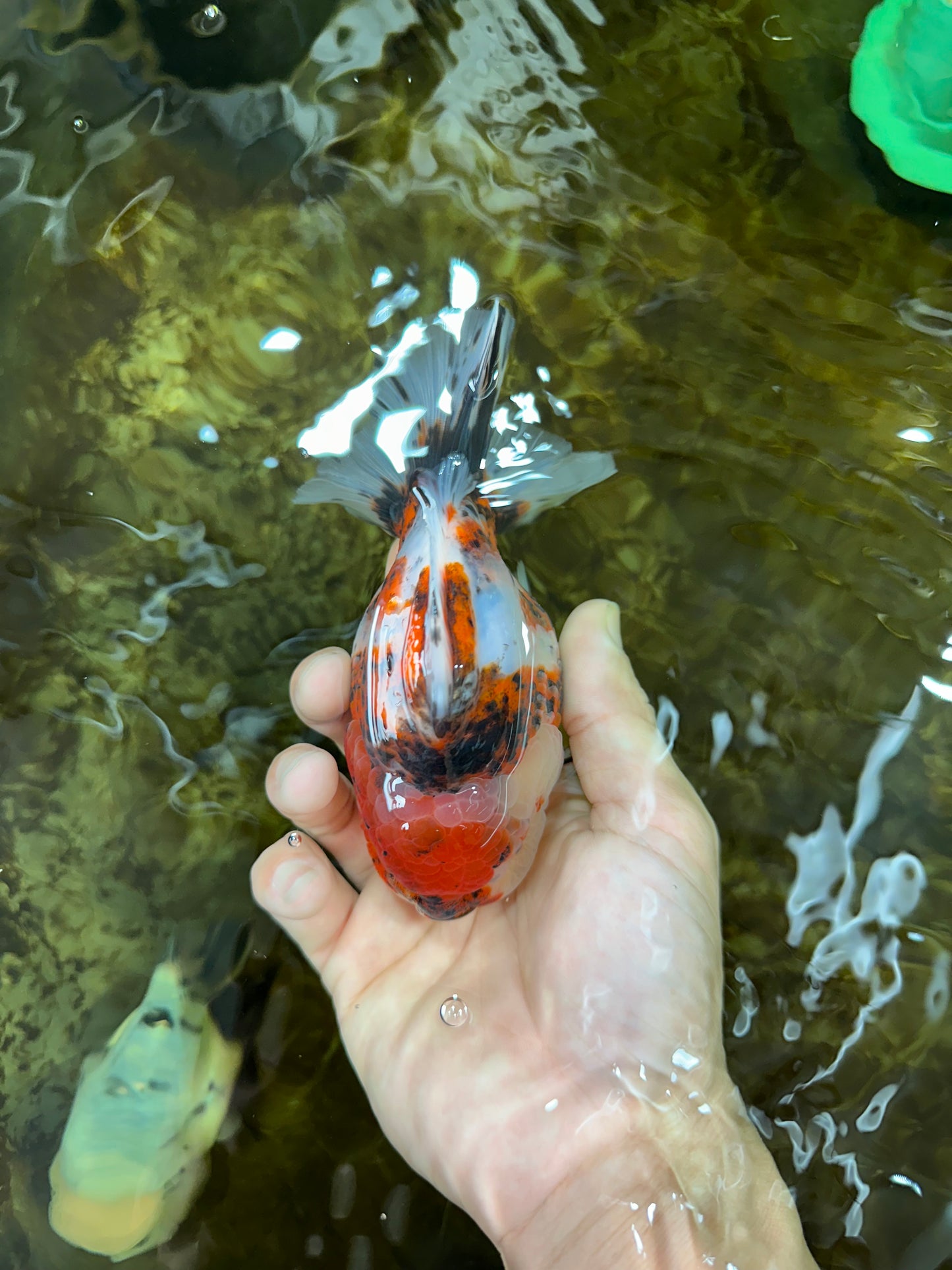 AAA Grade Godzilla Calico Yuanbao Male 4.5-5 inches #080125YB_14