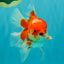 A Grade Red White Oranda Male 5.5  inches #073126OR_10
