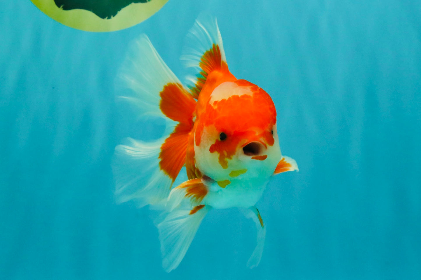 A Grade Red White Oranda Male 5.5  inches #073126OR_10