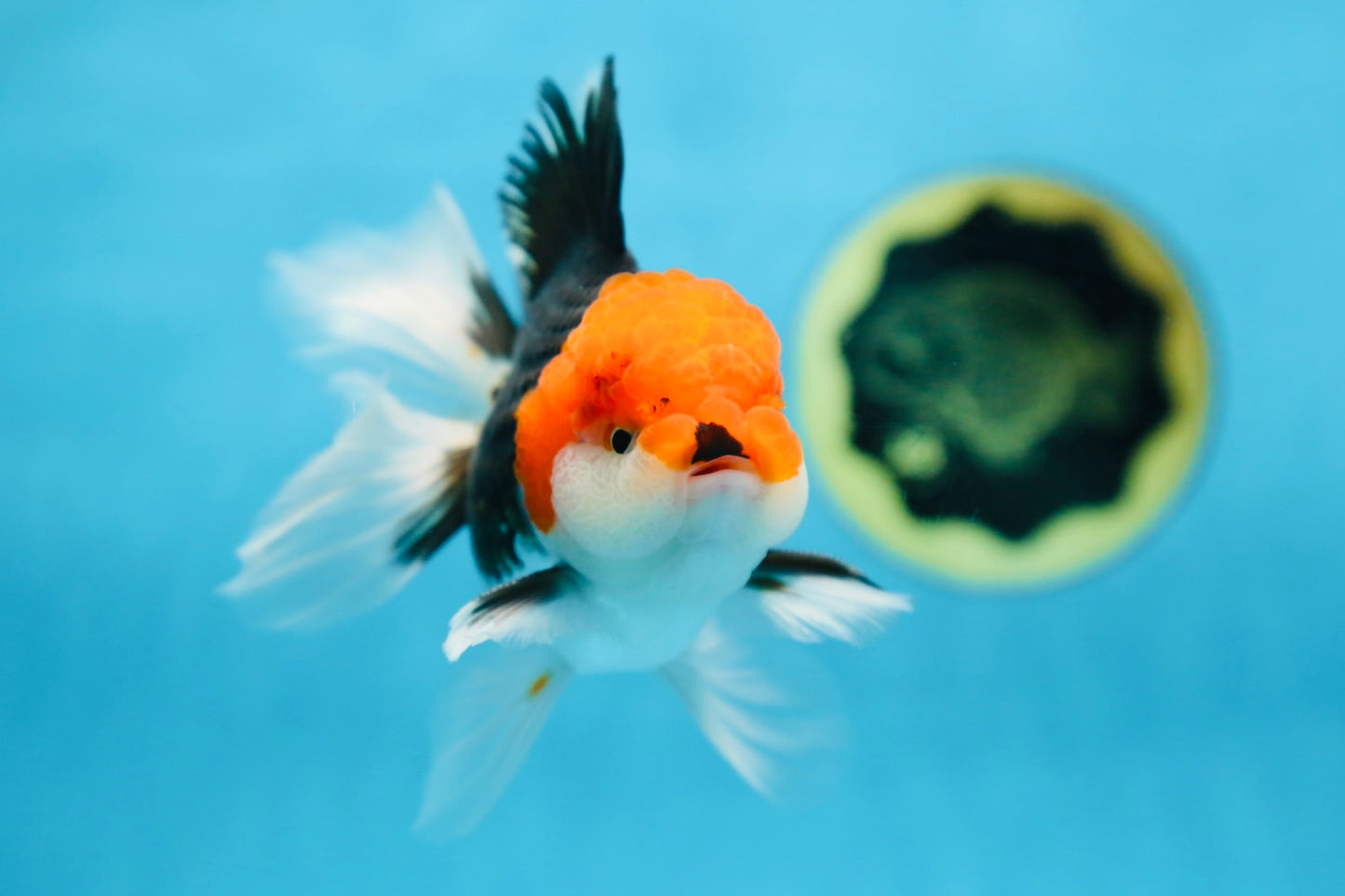 A Grade CHAPLIN Tricolor Oranda Male 5-5.5 inches #082925OR_07