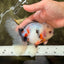 A Grade Marble Oranda Male 5.5-6 inches #082826OR_08