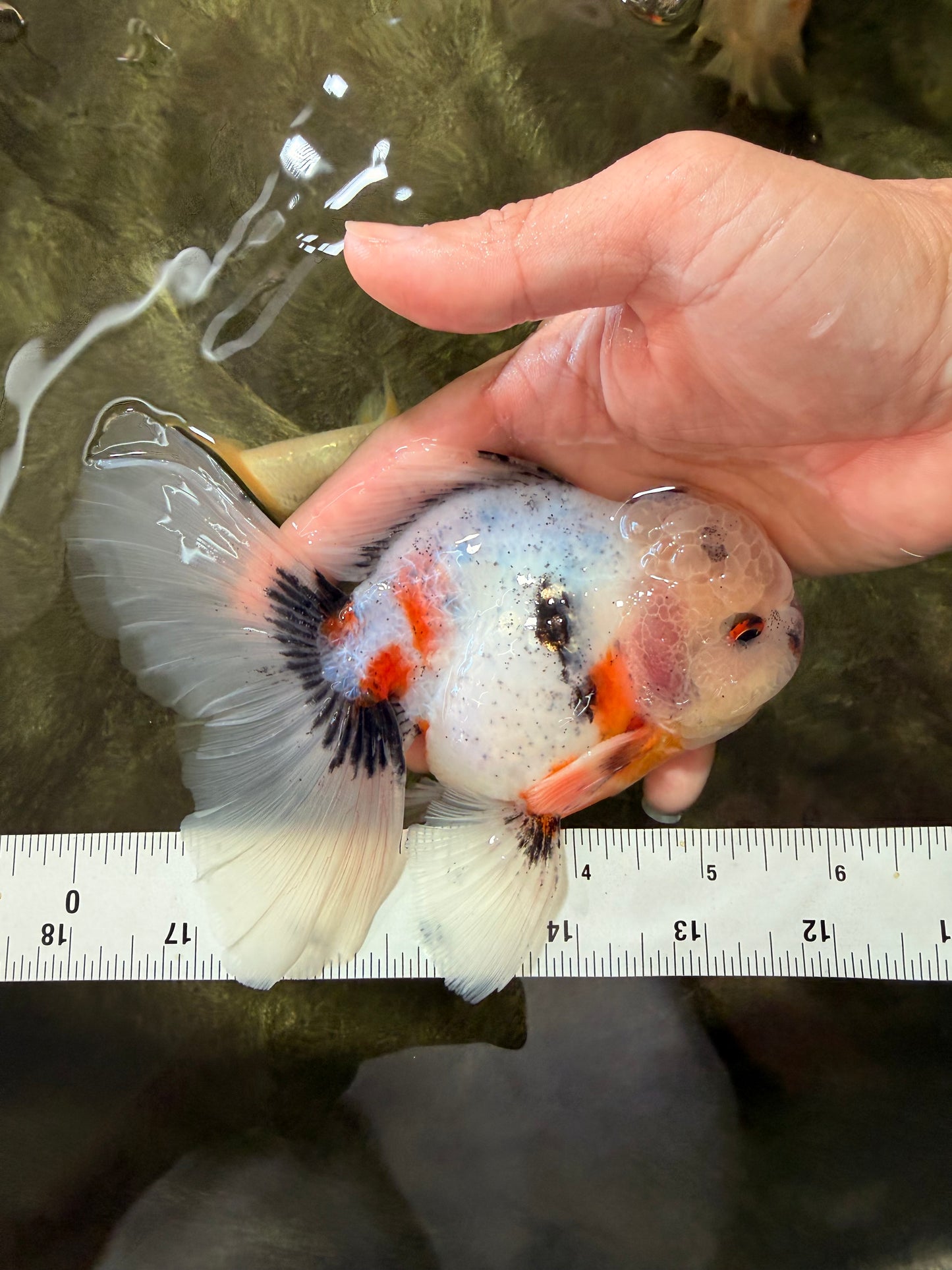 A Grade Marble Oranda Male 5.5-6 inches #082826OR_08