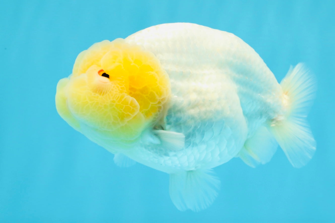 ADORABLE A Grade White LionQueen 4.5-5 inches #022026LC_13