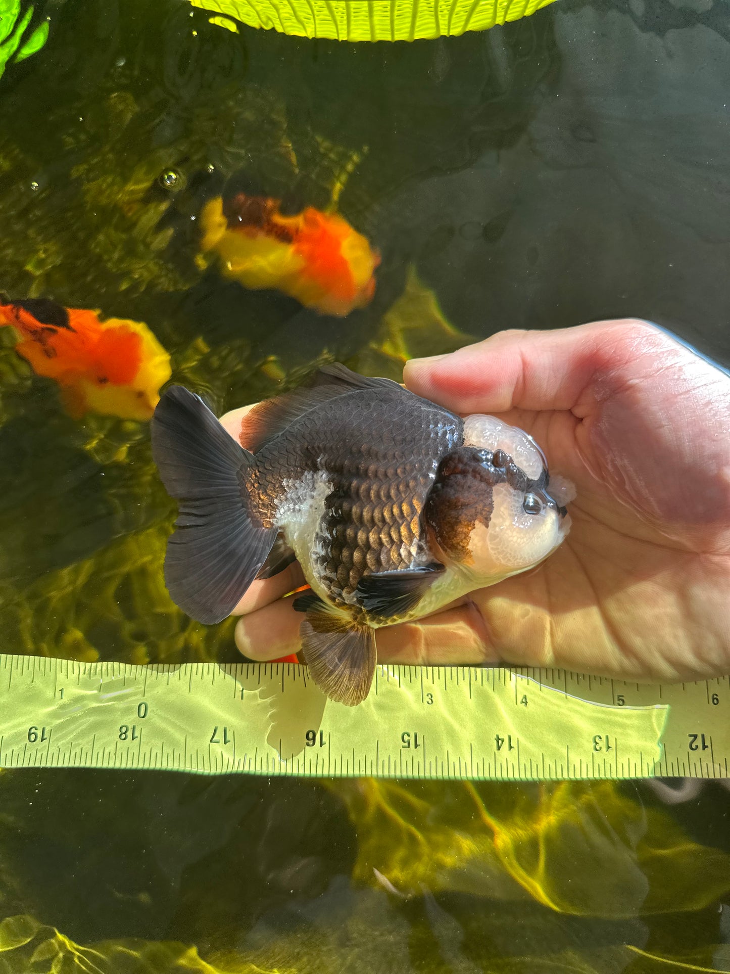 A Grade Jade Head Pompom Panda Button Eyes Yuanbao Male 4 inches #050925YB_29