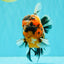 AAA Grade Special Calico Oranda Male 6 inches #062626OR_20