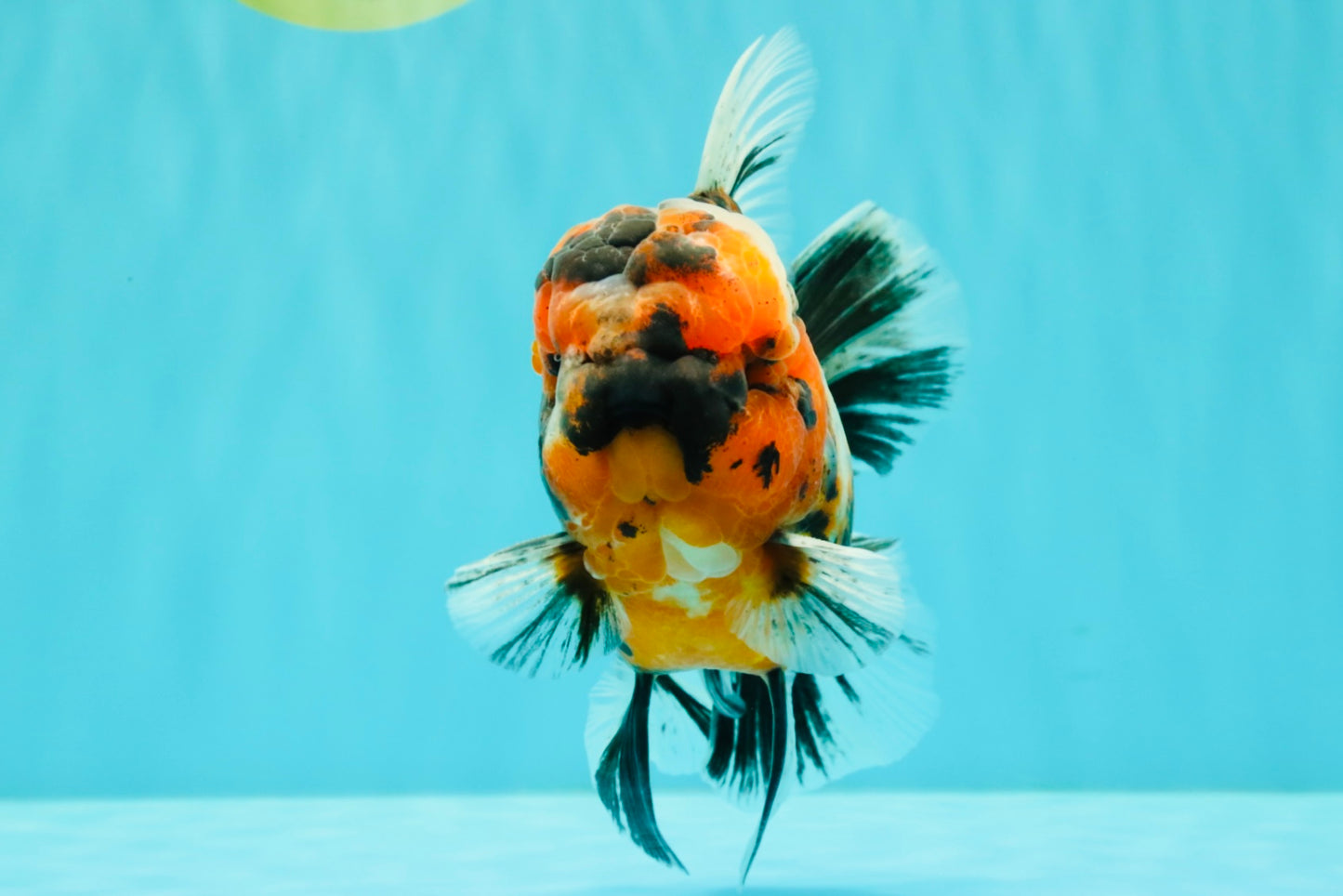 AAA Grade Special Calico Oranda Male 6 inches #062626OR_20