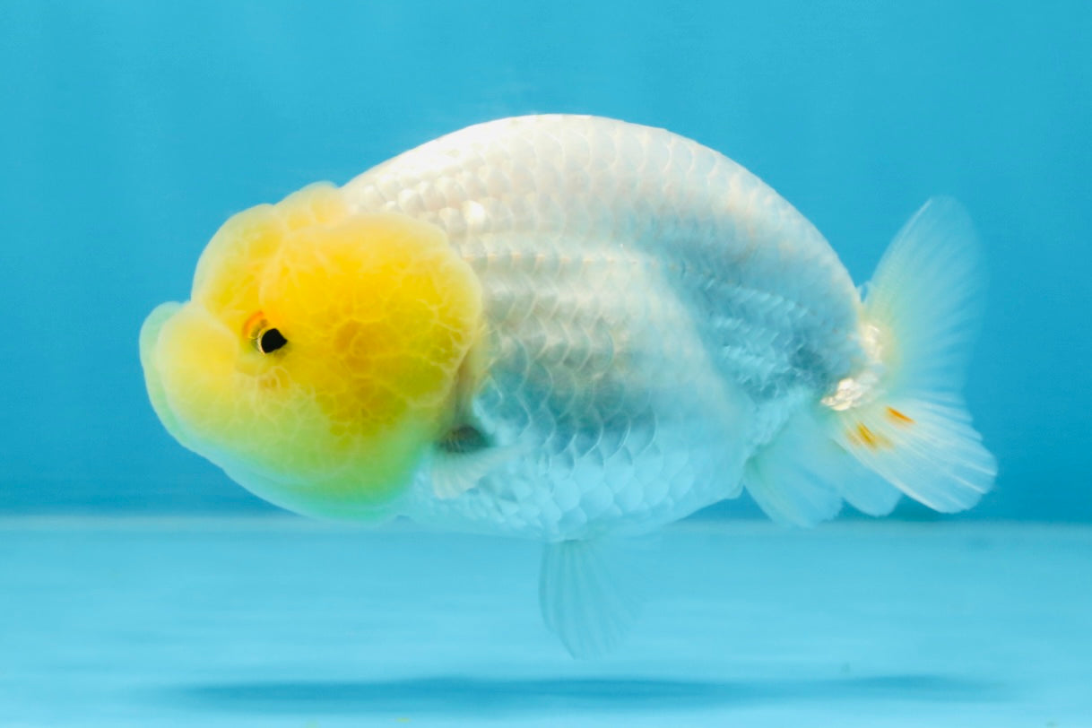 LEMON POP AAA Grade Lemonhead LionQueen 3.5-4 inches #101725LC_03