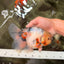 Sakura Oranda Male 6.5 inches #073126OR_22