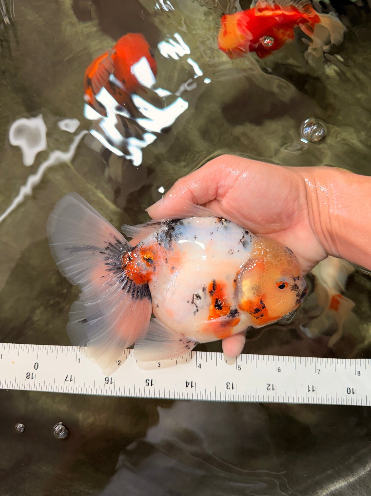 Sakura Oranda Male 6.5 inches #073126OR_22
