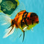 UNIQUE A Grade Tiger Oranda Male 6.5 inches #070626OR_19