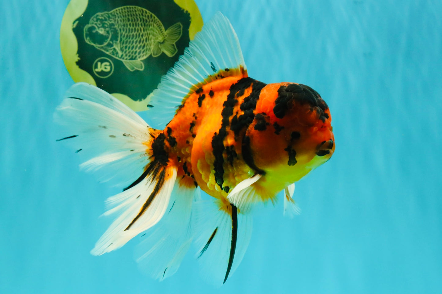 UNIQUE A Grade Tiger Oranda Male 6.5 inches #070626OR_19