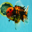 CHONKY AAA Grade Tiger Oranda Male 7.5 inches #092526OR_01