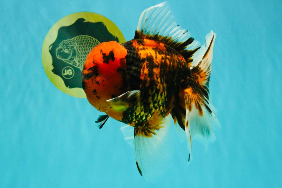 CHONKY AAA Grade Tiger Oranda Male 7.5 inches #092526OR_01