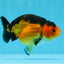 Oso Apache Ranchu macho de grado A, 3,5-4 pulgadas, n.º 0726RC_29