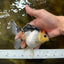 Adorable Tricolor Button Eyes Oranda Female 5 inches #080825OR_13
